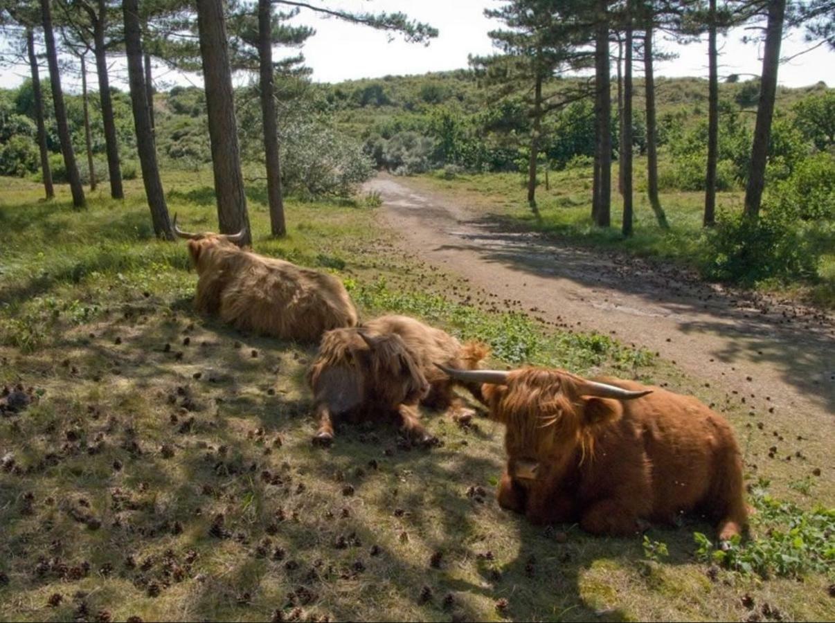 Viale Βίλα Egmond aan Zee Εξωτερικό φωτογραφία